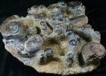 Plate of Devonian Ammonites From Morocco - / #14315-5
